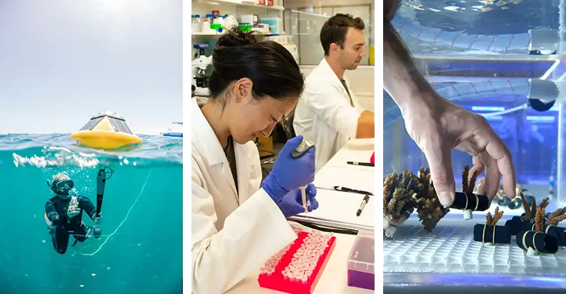 A group of photos of researchers at the MERL: snorkelling to deploy a smart buoy; scientist at work in the lab; heat-resistant coral samples being cultivated in aquaria.